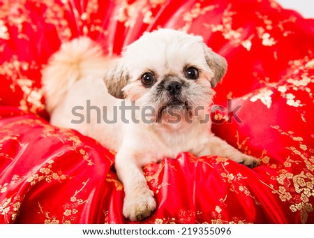 Picture of a pekingese puppy on a red cloth with a china pattern 