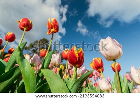 An image of beautiful tulip and blue sky background on sunny day at Araluen Botanic Park, Perth, Western Australia Royalty-Free Stock Photo #2193554083