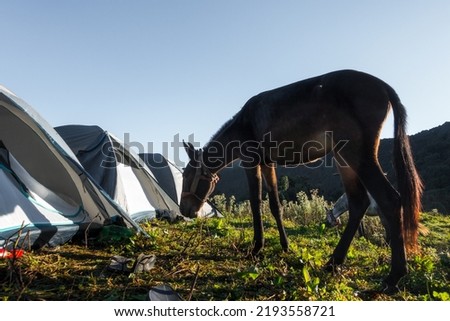 A horse approaching tents in the camping area. campsite in the foothills of Himalayas, Uttarakhand India.