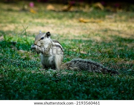 An Indian palm squirrel (Funambulus palmarum) also called three striped squirrel eating in natural surrounding.