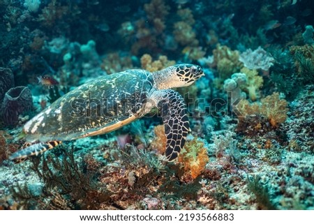 Swimming hawksbill turtle underwater profile