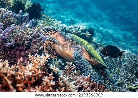 feeding hawksbill turtle tropical reef