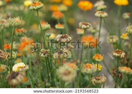 Colorful withered marigold blossoms (Calendula officinalis) and seeds.