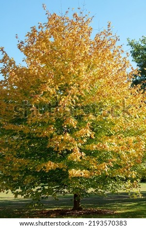 Yellow autumn leaves of Acer saccharum nigrum tree seen in the UK. Royalty-Free Stock Photo #2193570383