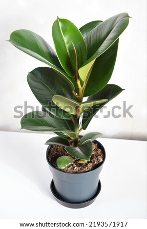 Ficus elastica robusta houseplant, commonly known as a rubber tree, with shiny round green leaves. Whole plant in a gray pot. Isolated on a white background. Royalty-Free Stock Photo #2193571917