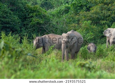 Family of elephants came out for food in KuiBuri National park.,Thailand.
