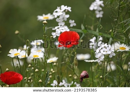 Poppies, Oxeye Daisies and Dame's Rocket, Gloucestershire England UK
 Royalty-Free Stock Photo #2193578385