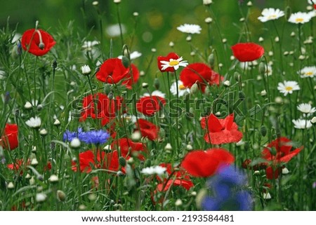 Poppies and Oxeye Daisies, Gloucestershire England UK
 Royalty-Free Stock Photo #2193584481