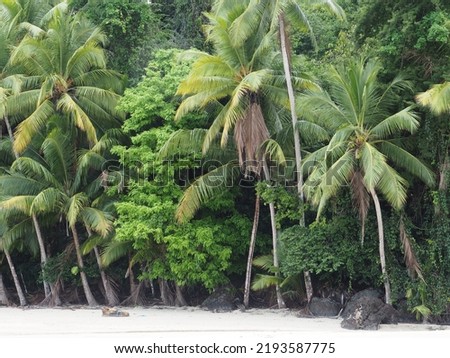 A bunch of palm trees on a deserted island