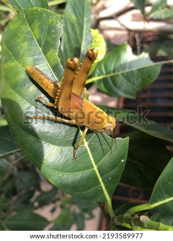 Yellow grasshopper in the backyard tree