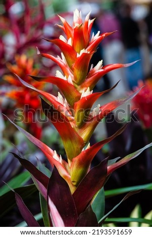 Closeup of a beautiful Bromelia from Colombia