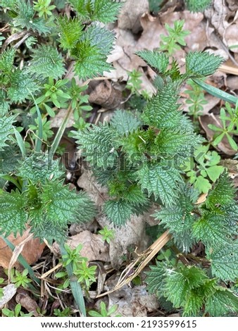 in spring, nettle growing from under leaves in forest