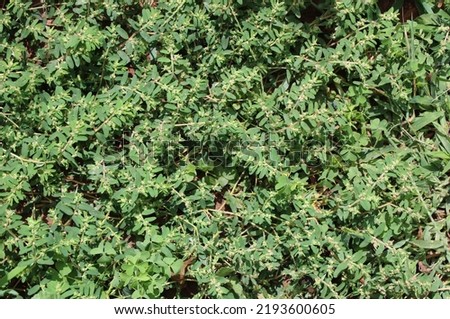 A Patch of Wild Spotted Spurge Royalty-Free Stock Photo #2193600605