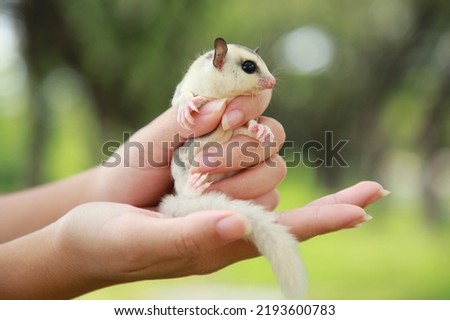 Cute little sugar glider  pets on woman hand, macro photo with selective focus.