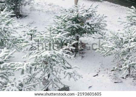 Fir group of little cute Christmas trees with first snow, young spruces under snowy flakes, winter onset season