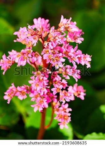 selective soft focus. pink bergenia crassifolia close-up in a green garden on a beautiful sunny spring day. background for designers, artists, computer desktop
