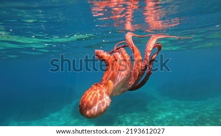 Underwater photo of octopus swimming in colourful coral reef in Mediterranean deep blue sea