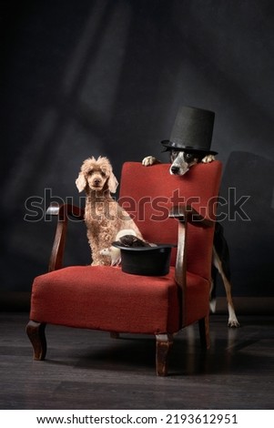 Dogs and rats in the chair. Retro picture with pets. border collie and poodle on a red chair in studio