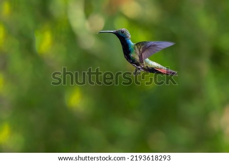 Tropical hummingbird hovering in the rainforest with a green background, Black-throated Mango