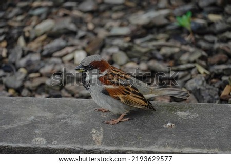 A picture of a sparrow 