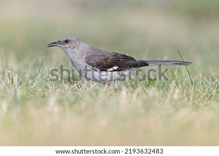 A Northern Mockingbird (Mimus polyglottos) foraging in a park in the grass in the morning light