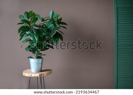 A single houseplant in a pot on the background of a brown wall in an apartment in a home interior.