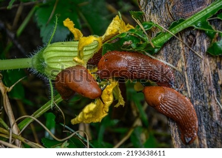 close up of The red slug (Arion rufus), also known as the large red slug, chocolate arion and European red snail, eating leafs in the garden Royalty-Free Stock Photo #2193638611