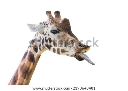 Giraffe shows a long tongue. Funny giraffe isolated on white background. Close-up of a giraffe's head with its tongue hanging out.