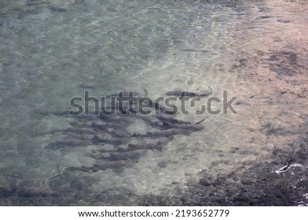 Tubarao Limao or Lemon Shark gathered to the surface at Fernando de Noronha island, Brazil. Negaprion brevirostris