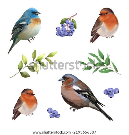Clipart. Illustration of birds of different species, green twigs and blue berries on a white background. Watercolor.
