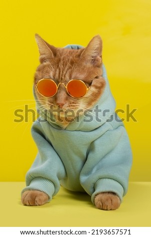 Ginger cat in a blue sweatshirt and sunglasses, sitting at the table