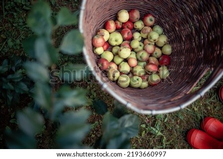 Harvest of apples from own garden in a basket. Image with toning, focus on apples