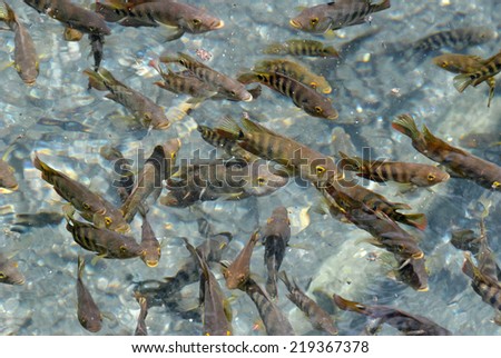 Fish swarm to the surface