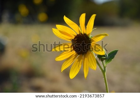 beautiful sunflower focus, flower petals, bees and ants on stem