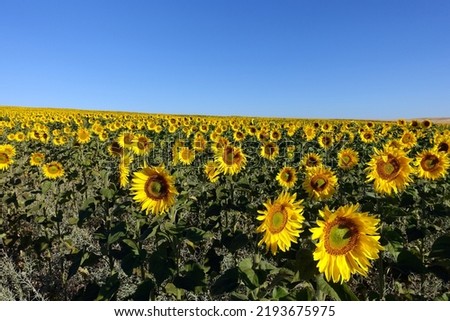 fields planted with sunflowers in continental climate, thousands of yellow-flowered sunflowers,