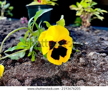 Yellow pansy in outdoor home decoration pit