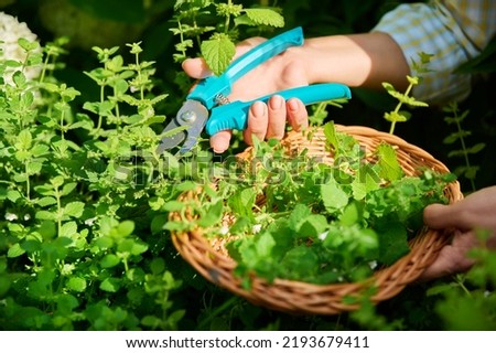 Woman picking lemon balm herb in garden with scissors Royalty-Free Stock Photo #2193679411