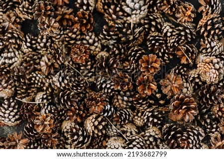 Texture, background of many brown cones of a coniferous tree.