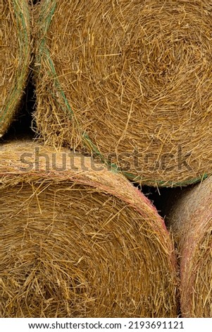 Straw rolls are piled on top of each other on the side of the meadow street. Winter feed for animals.