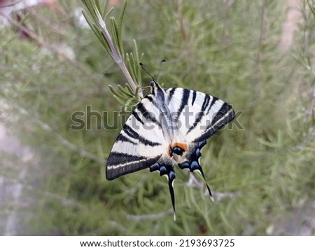 Very close picture of black and white butterfly.