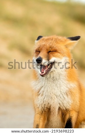 Happy Smiling Red Fox Close Up