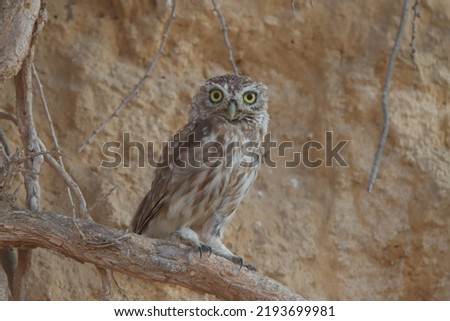 Little owls on rocks in the desert