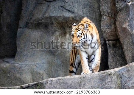 Amur Tiger walking around rocky area of exhibit at local zoo.