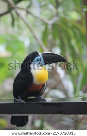 toucan bird in natural setting in singapore 