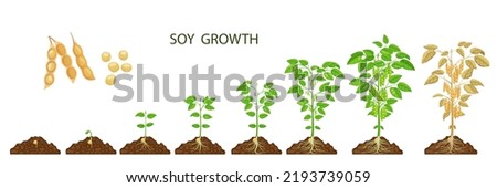 Soy beans growth stages. Vector soybean plants, sprout and seed on agriculture or farm field. Growing process phases of soya with green plants, leaves, flowers and legume pods, life cycle from seed Royalty-Free Stock Photo #2193739059