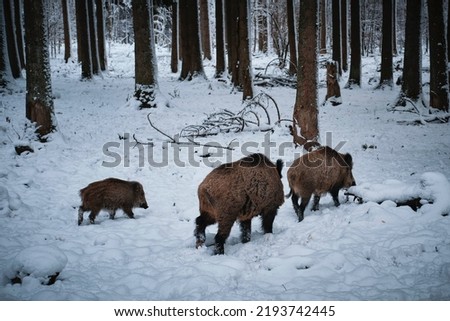 snow animals in the wildlife
