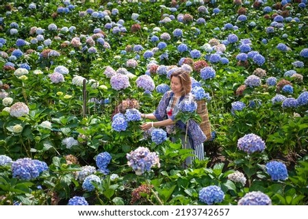 Portrait of a beautiful traveler woman walking in Hydrangea macrophylla field or Hortensia flower in a garden at  Chiang Mai, Thailand. Travel concept in Thailand.