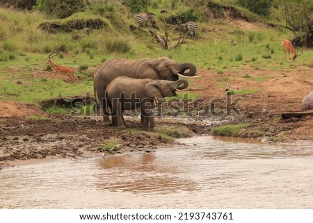 Elephant wondering in Jungle with baby Elephant