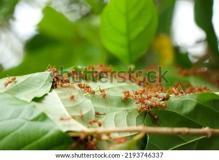 Red fire ants building nest. Ant nest with leaf on mango tree. Royalty-Free Stock Photo #2193746337