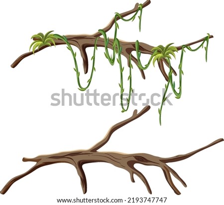 Tree branches with liana isolated illustration